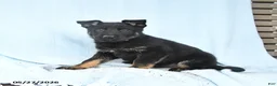 German Shepherd dogs for sale: Peach  - Ad 5