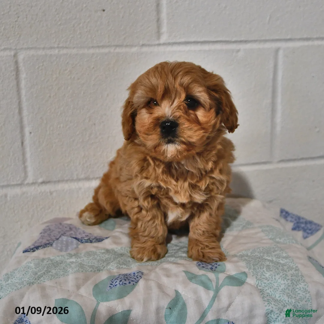 Cavapoo dogs for sale: Cooper - Ad 4