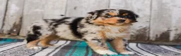 Australian Shepherd dogs for sale: Kisha - Ad 6