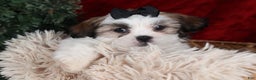 Shih Tzu dogs for sale: Prince - Ad 9