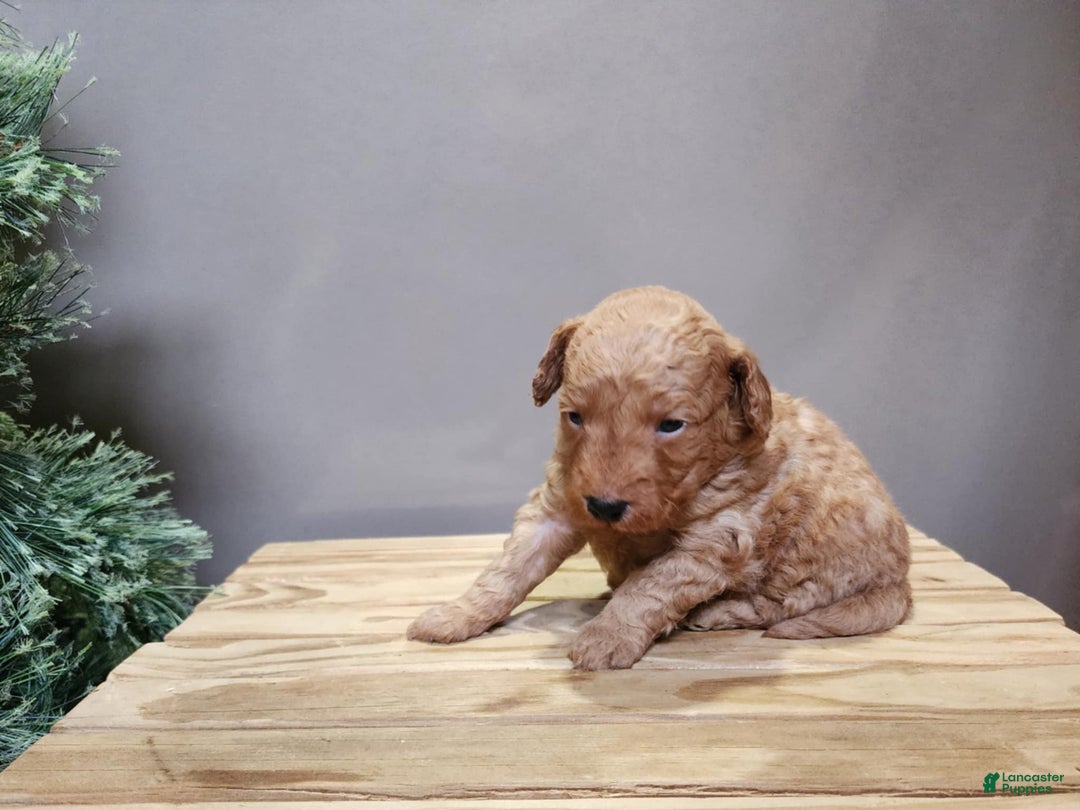 Mini Goldendoodle dogs for sale: Houston - Ad 14