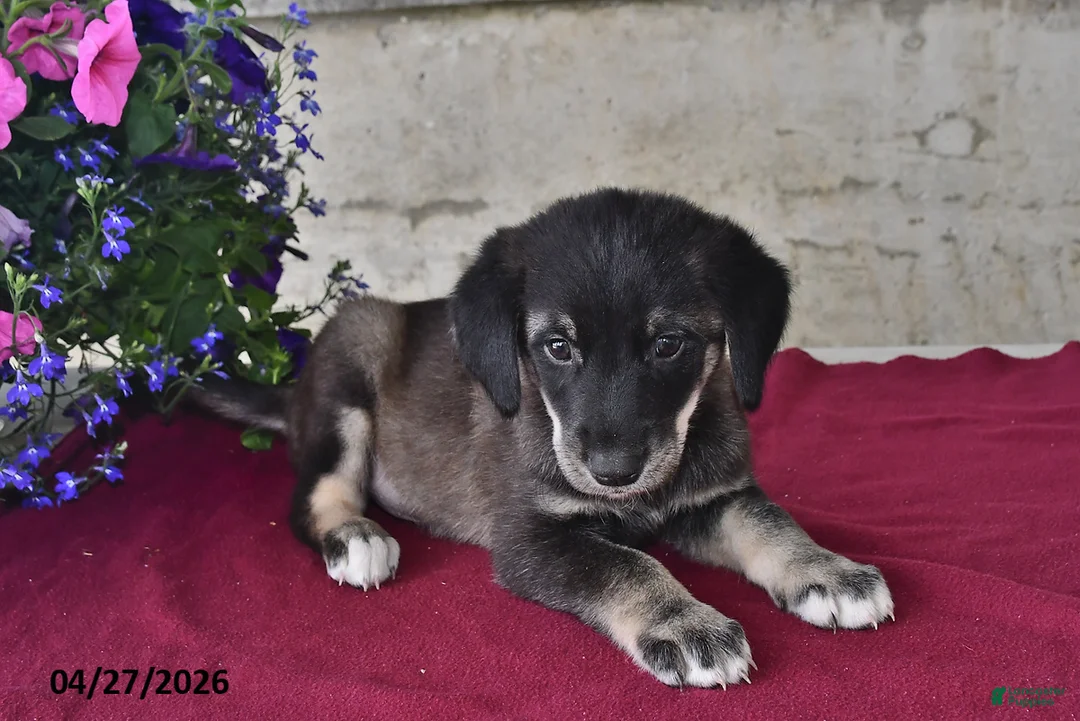 Goberian dogs for sale: Scott - Ad 2