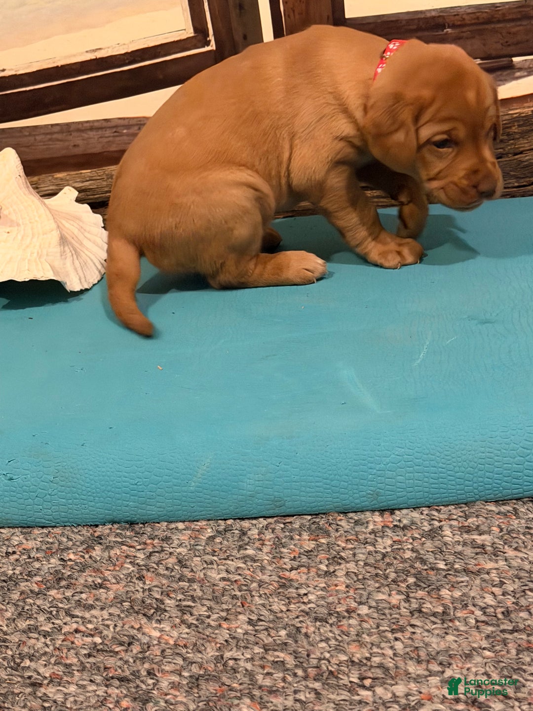 Labrador Retriever dogs for sale: Labrador Retriever SIESTA - Ad 3