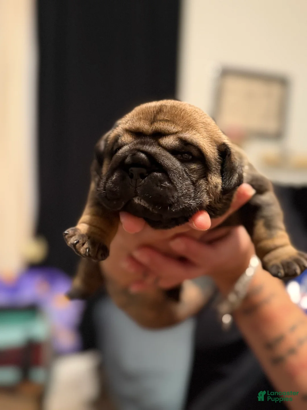 Mixed Breed dogs for sale: Luna - Ad 2