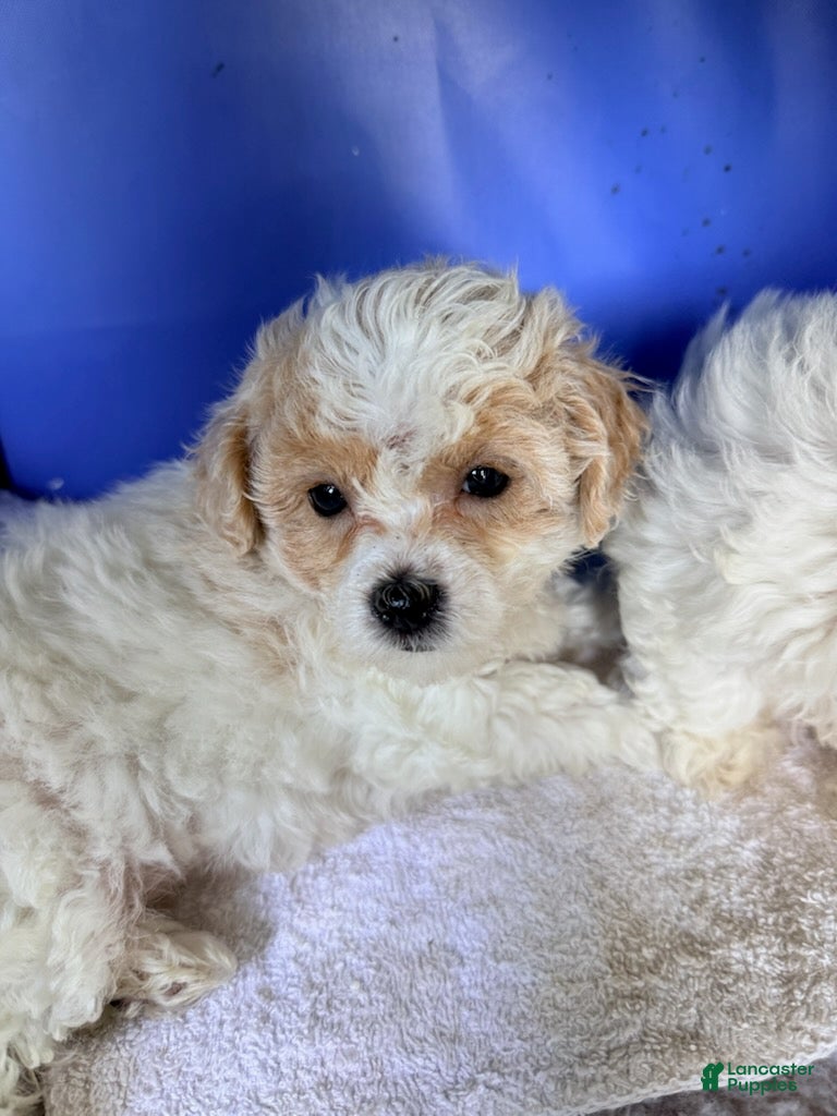 Maltipoo dogs Girl 5 - Ad 1