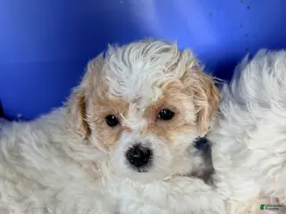 Maltipoo dogs for sale: Girl 5 - Petite Petite Petite - Ad 2