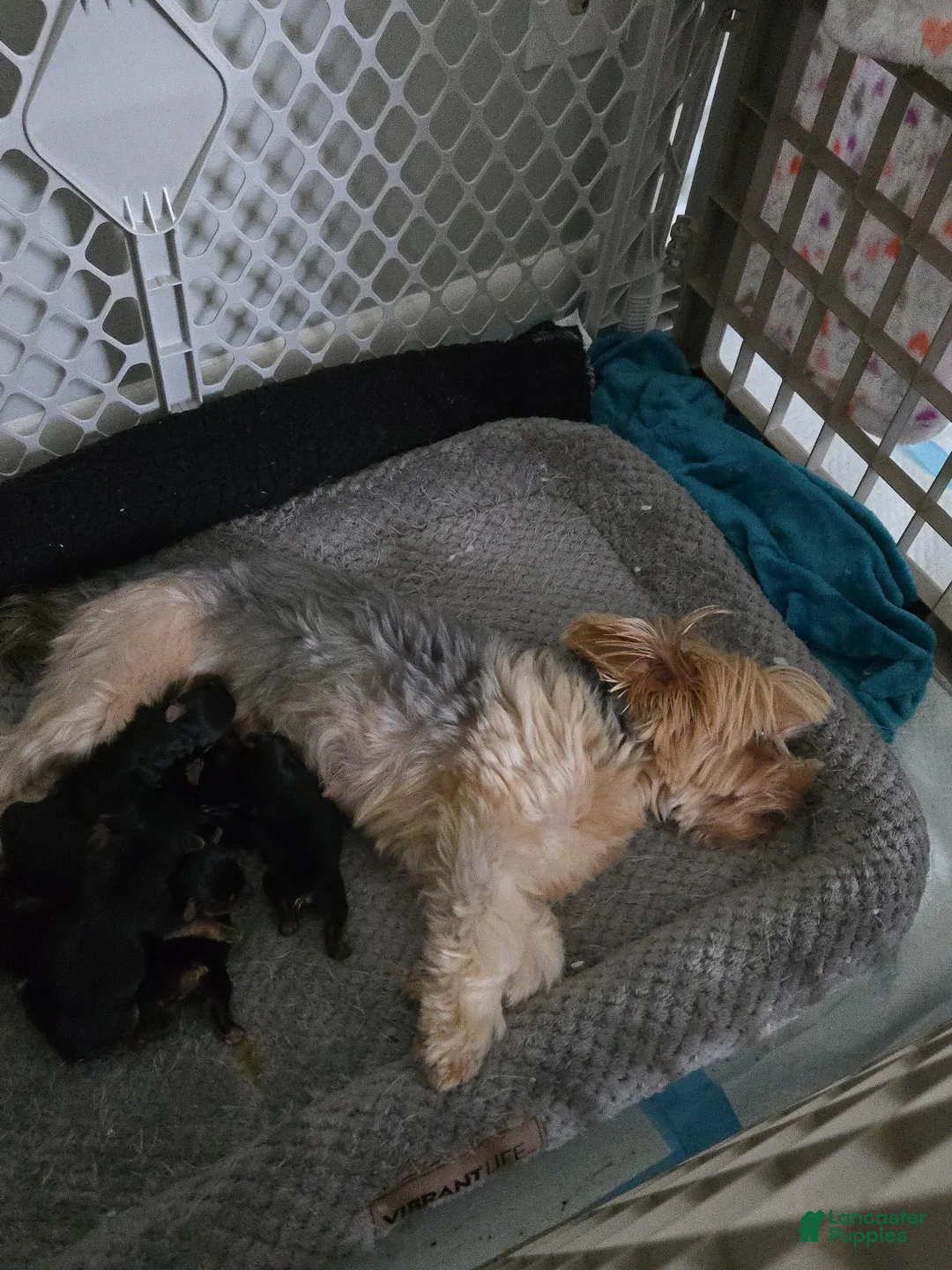 Yorkshire Terrier dogs for sale: Yorkshire Terrier 6 - Ad 1