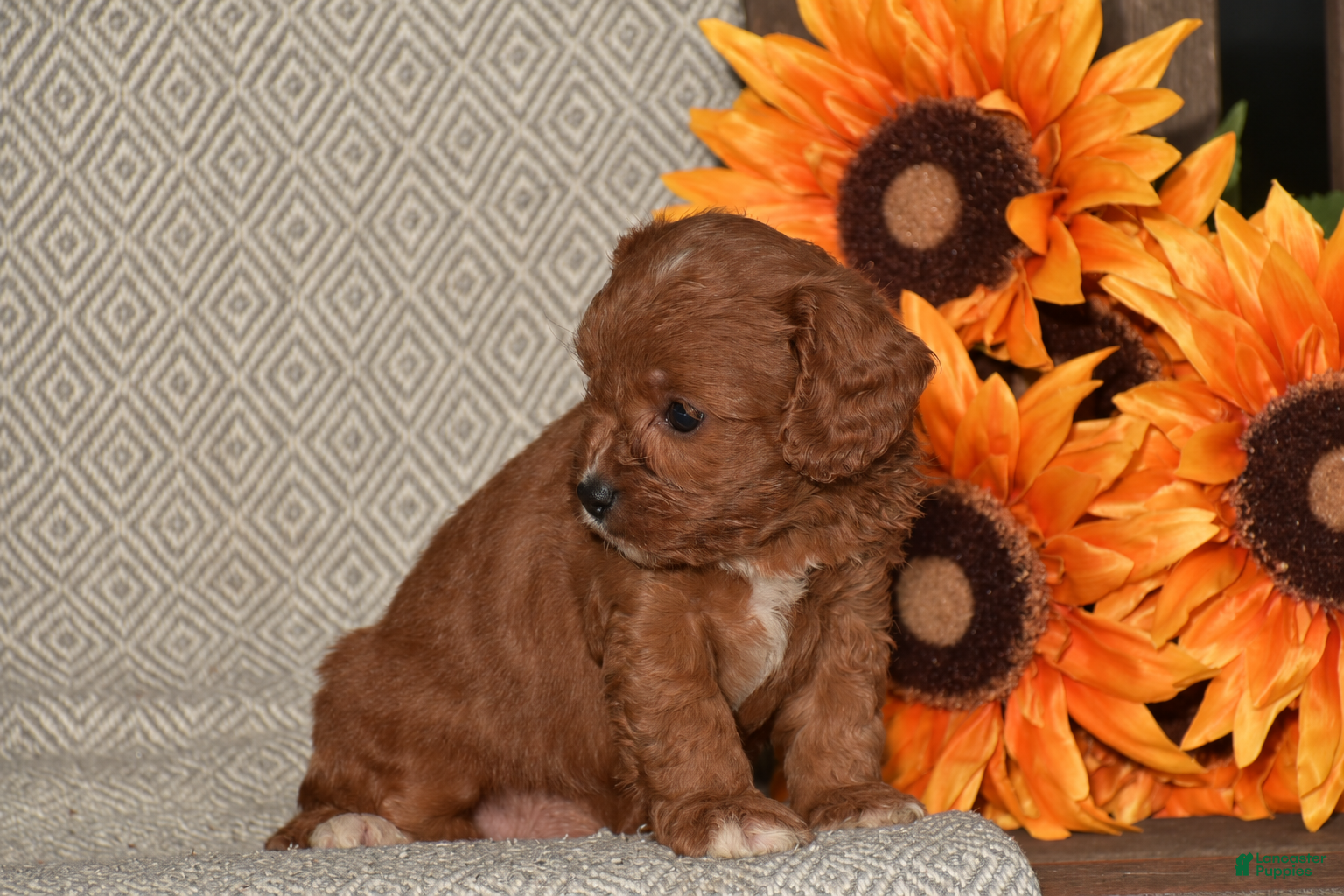 Cavapoo dogs Arlene - Ad 2