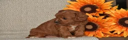 Cavapoo dogs for sale: Arlene - Ad 2