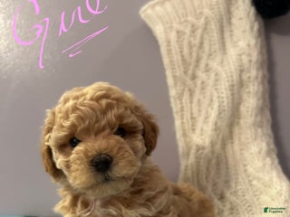 Havapoo dogs Havapoo Puppy 5 - Ad 32