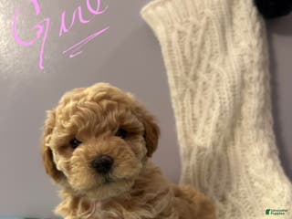 Havapoo dogs Havapoo Puppy 5 - Ad 23