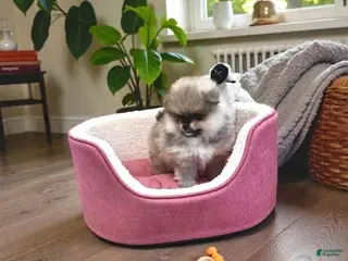 Pomeranian dogs Max - Ad 5