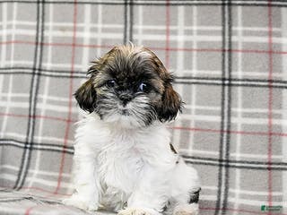 Shih Tzu dogs Sarge - Ad 2