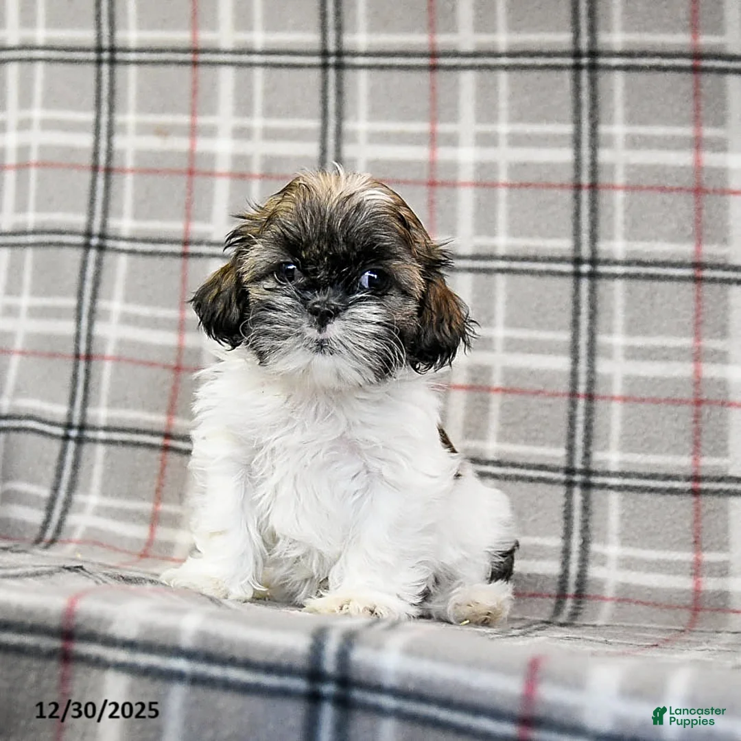 Shih Tzu dogs for sale: Sarge - Ad 6