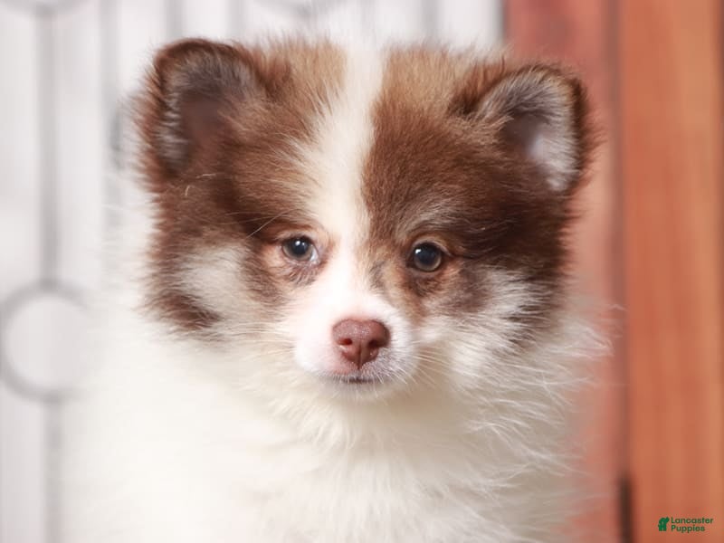 Pomeranian dogs Boris - Ad 7