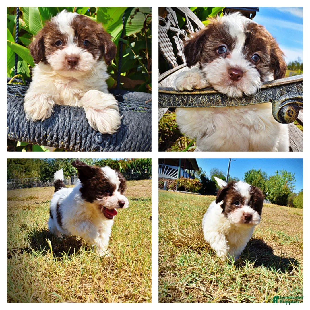 Havapoo dogs for sale: Noella - Ad 1