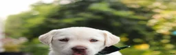 Labrador Retriever dogs for sale: Julep - Ad 3