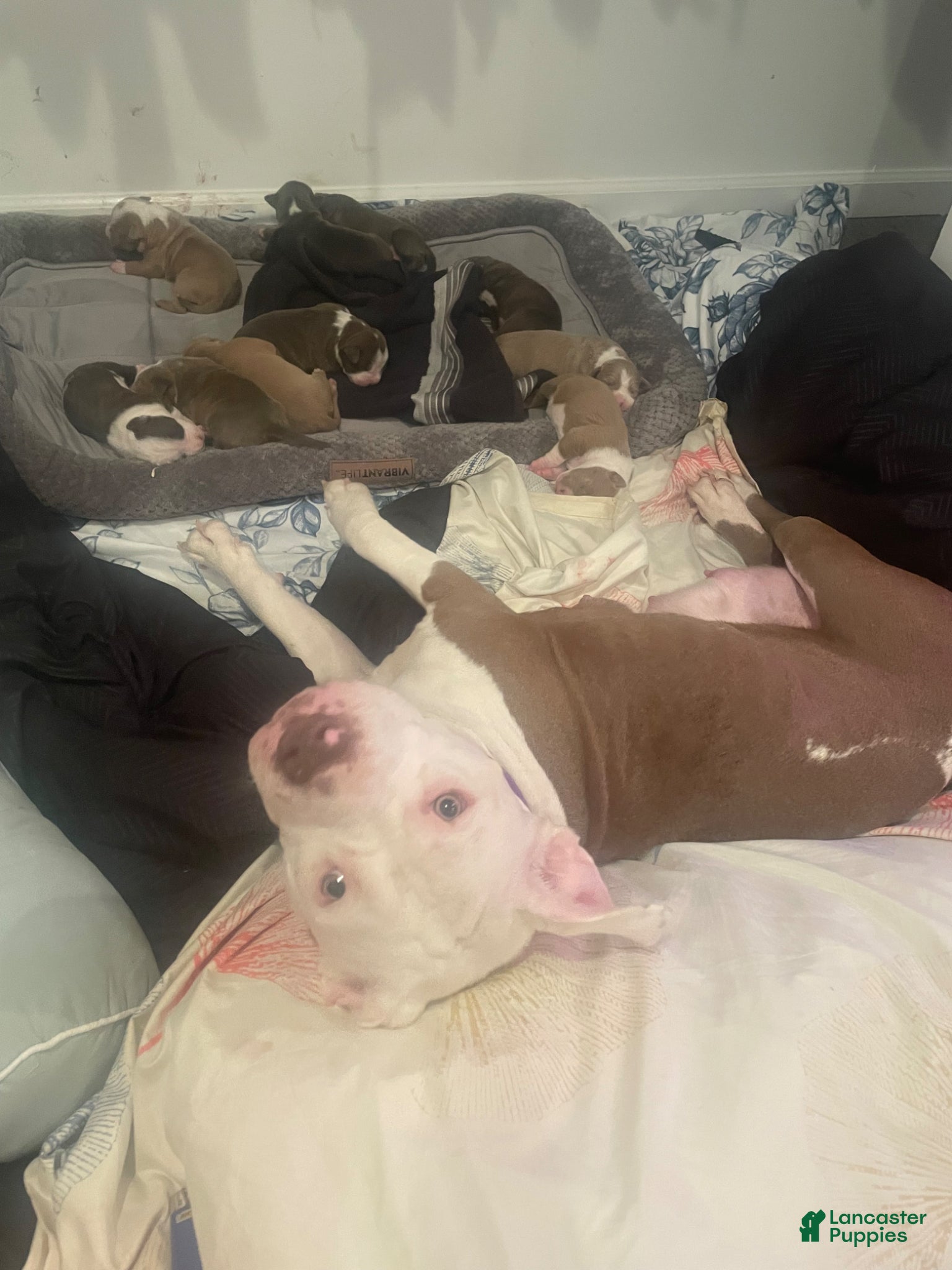 American Bully dogs Flower - Ad 2