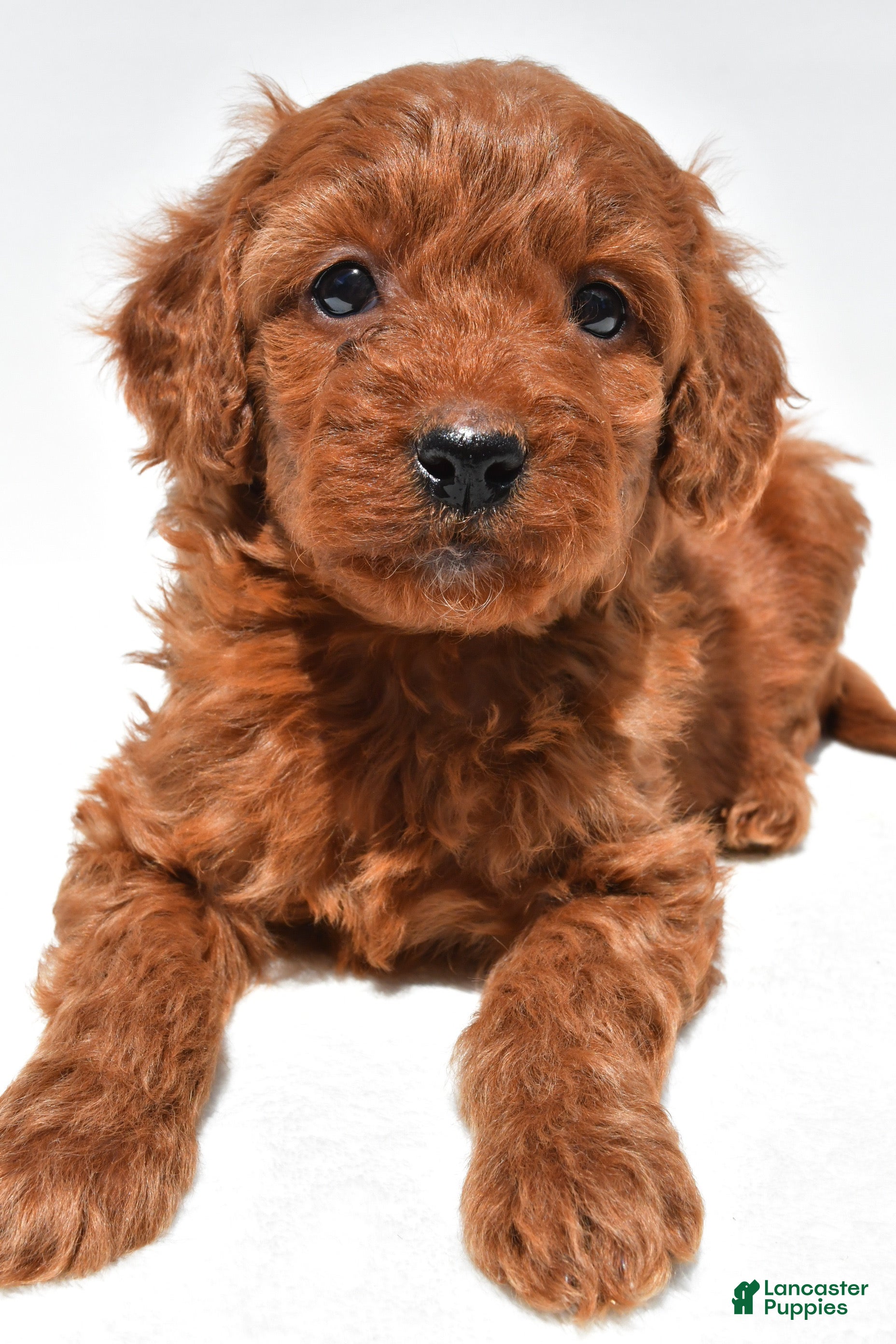 Mini Goldendoodle dogs Ruby - Ad 2