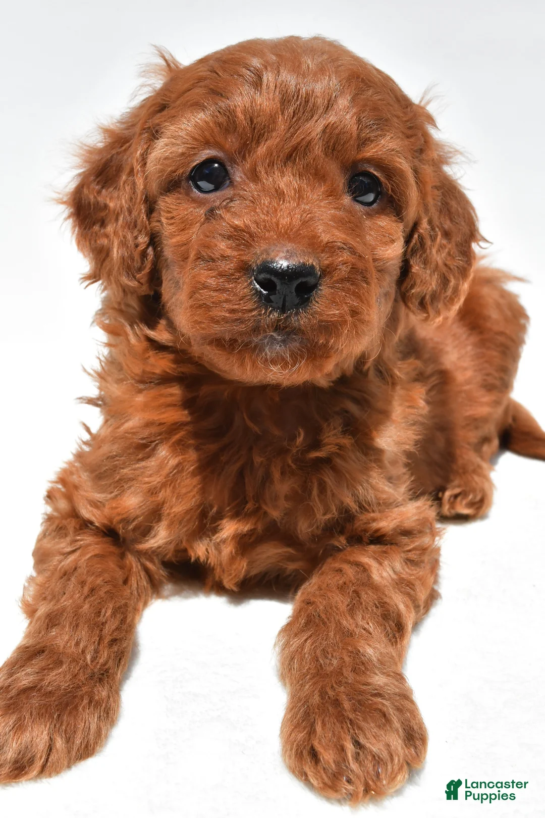 Mini Goldendoodle dogs for sale: Ruby - Ad 2