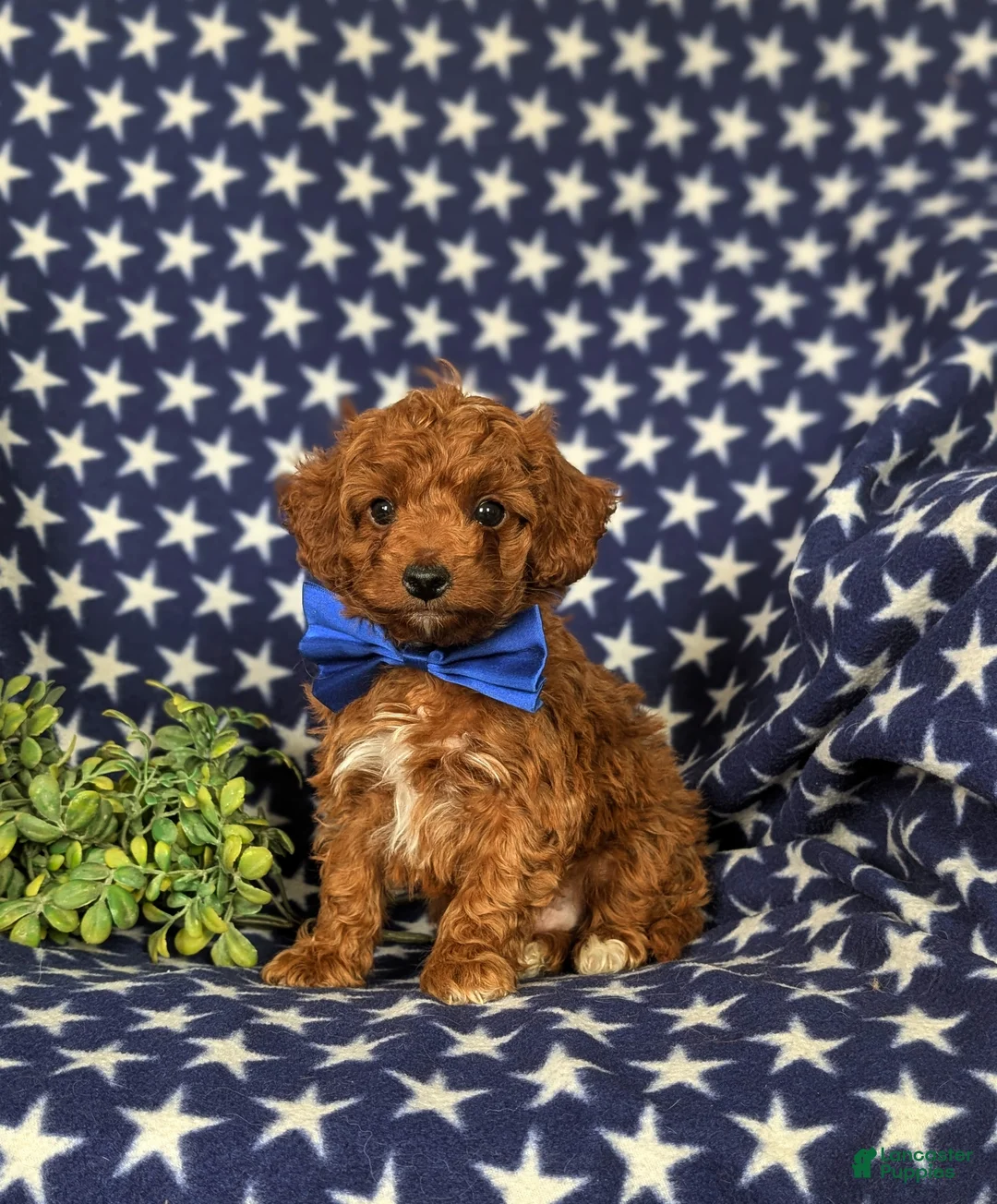 Cockapoo dogs for sale: Dunleigh Hypoallergenic - Ad 3