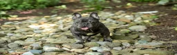 French Bulldog dogs for sale: Elsa - Ad 11