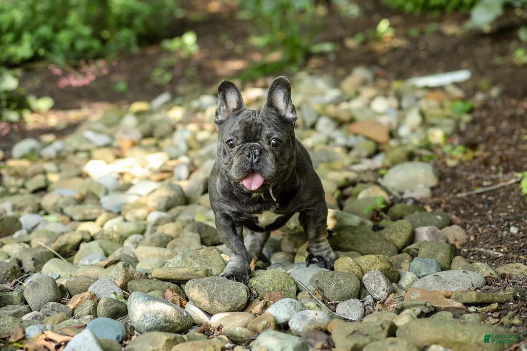 French Bulldog dogs for sale: Elsa - Ad 11