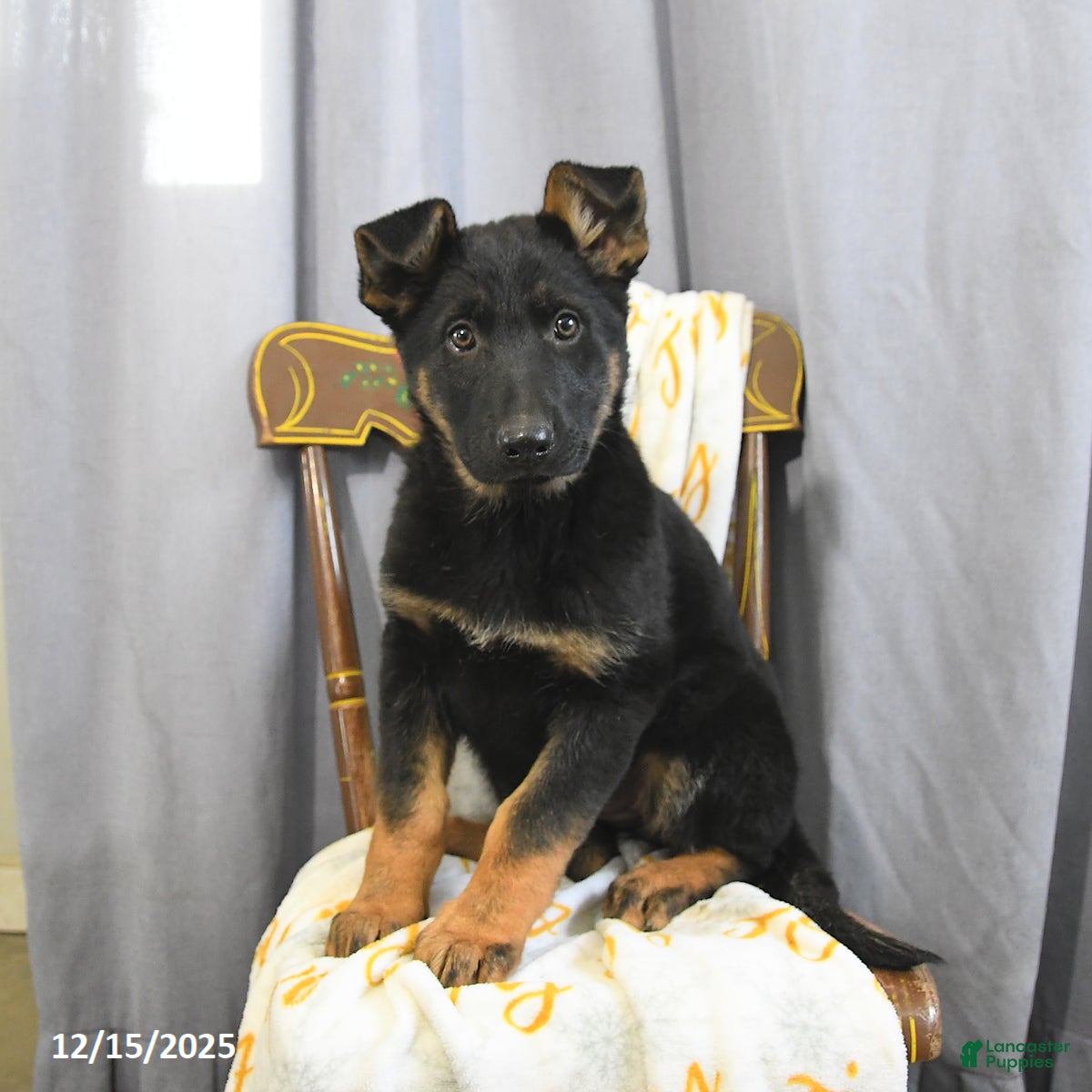German Shepherd dogs Caroline - Ad 13