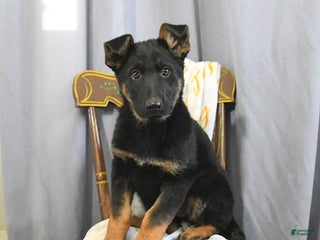 German Shepherd dogs Caroline - Ad 15