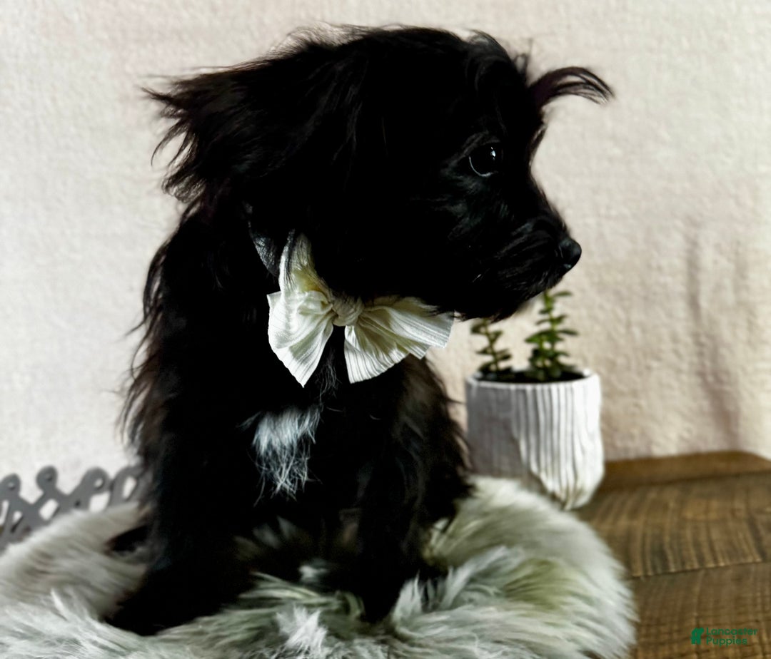 Yorkiepoo dogs for sale: Bennett - Ad 15