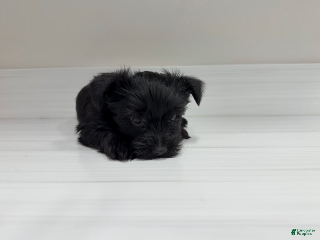 Yorkshire Terrier dogs for sale: Pooh - Ad 3