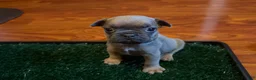 French Bulldog dogs for sale: Clover - Ad 1