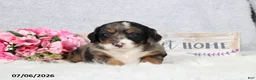 Mini Bernedoodle dogs for sale: Comet - Ad 9