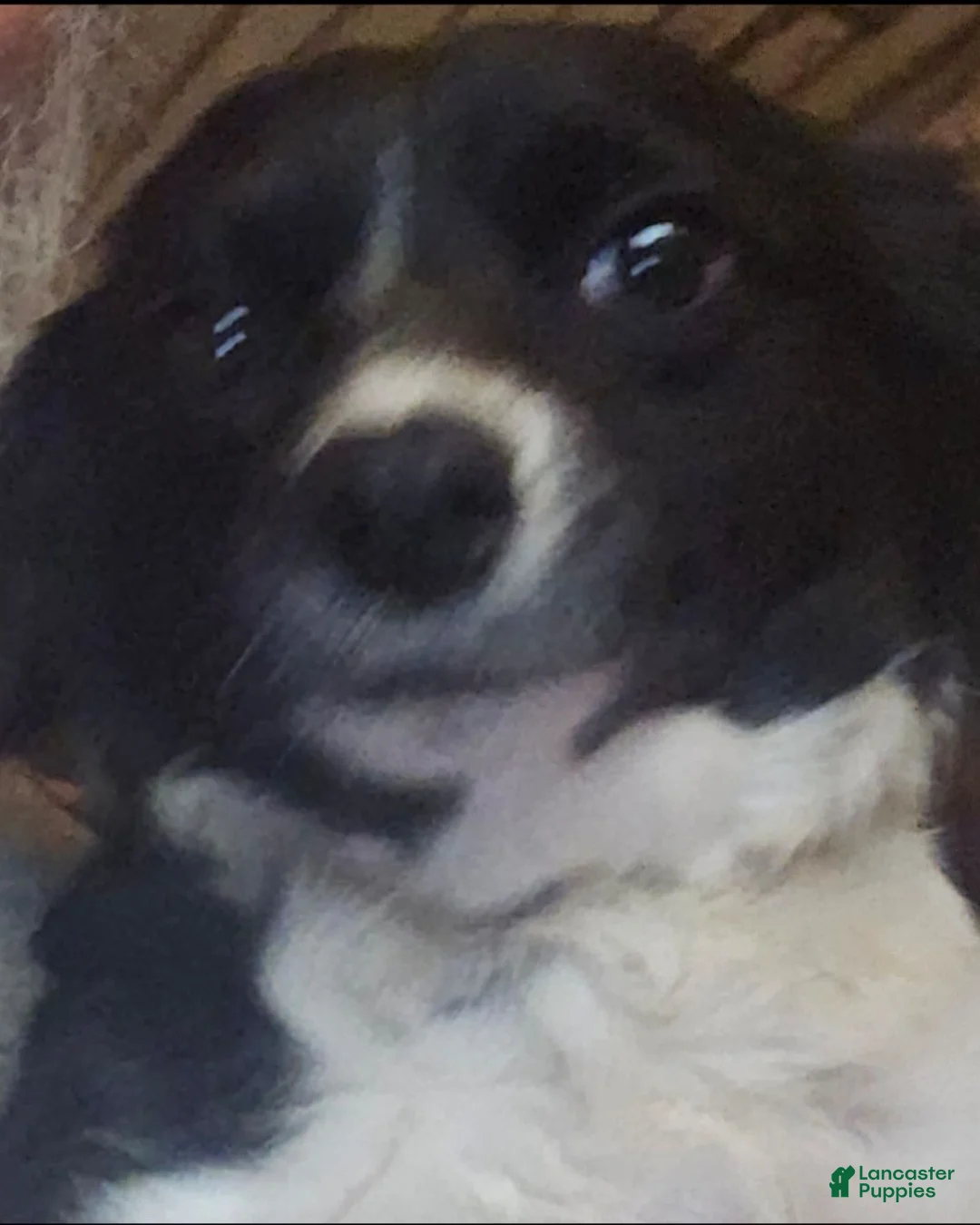 Border Collie dogs for sale: Noddy - Ad 17