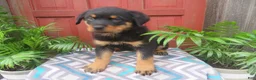 Rottweiler dogs for sale: Max - Ad 7