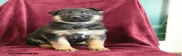 German Shepherd dogs for sale: Asher - Ad 1