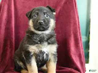 German Shepherd dogs Asher - Ad 4