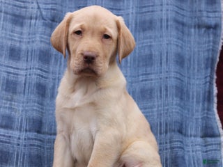Labrador Retriever dogs Jerry - Ad 29