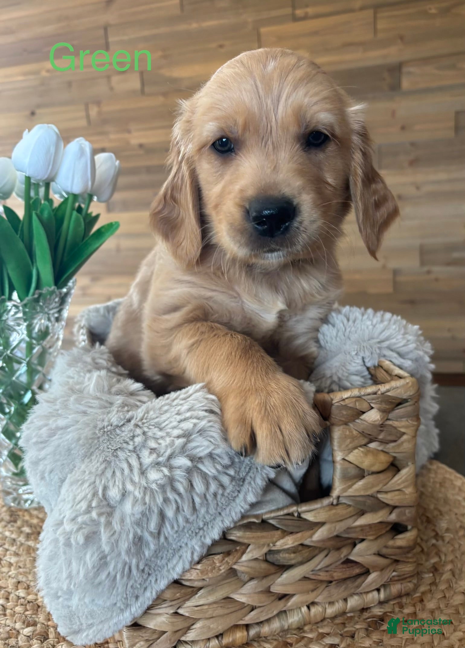 Golden Retriever dogs Golden Retriever Puppy 1 "GREEN" - Ad 29