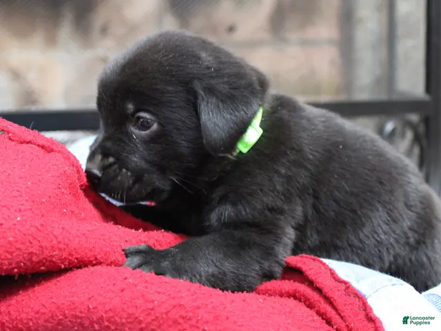 Labrador Retriever dogs for sale: Labrador Retriever Puppy 2 - Ad 12