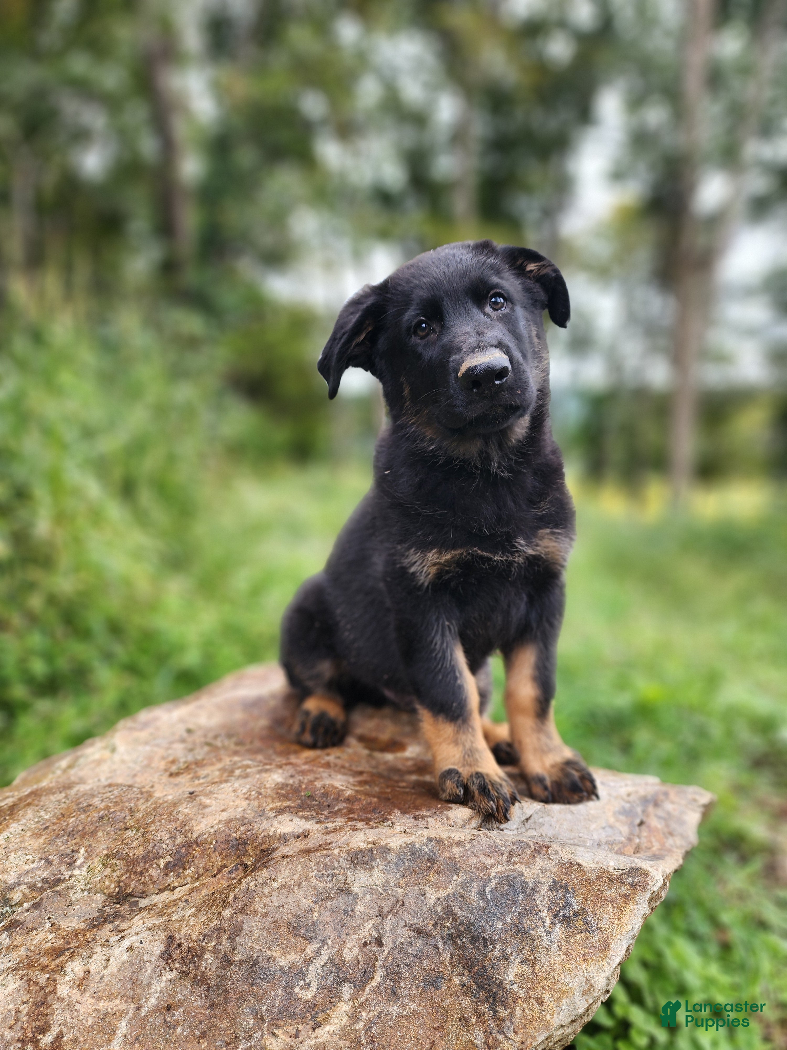 German Shepherd dogs Trek - Ad 1