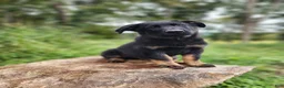 German Shepherd dogs for sale: Trek - Ad 1