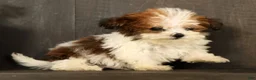 Havapoo dogs for sale: Tucker - available 8/17/26 - Ad 4
