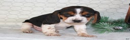 Beagle dogs for sale: Mason - Ad 5