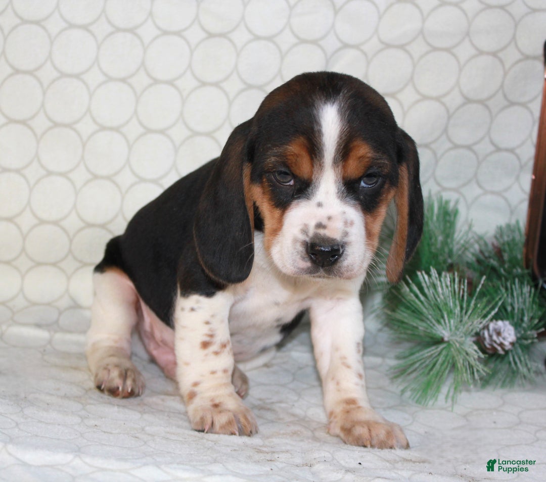 Beagle dogs for sale: Mason - Ad 5