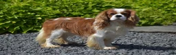 Cavalier King Charles Spaniel dogs for sale: Chief - Ad 7