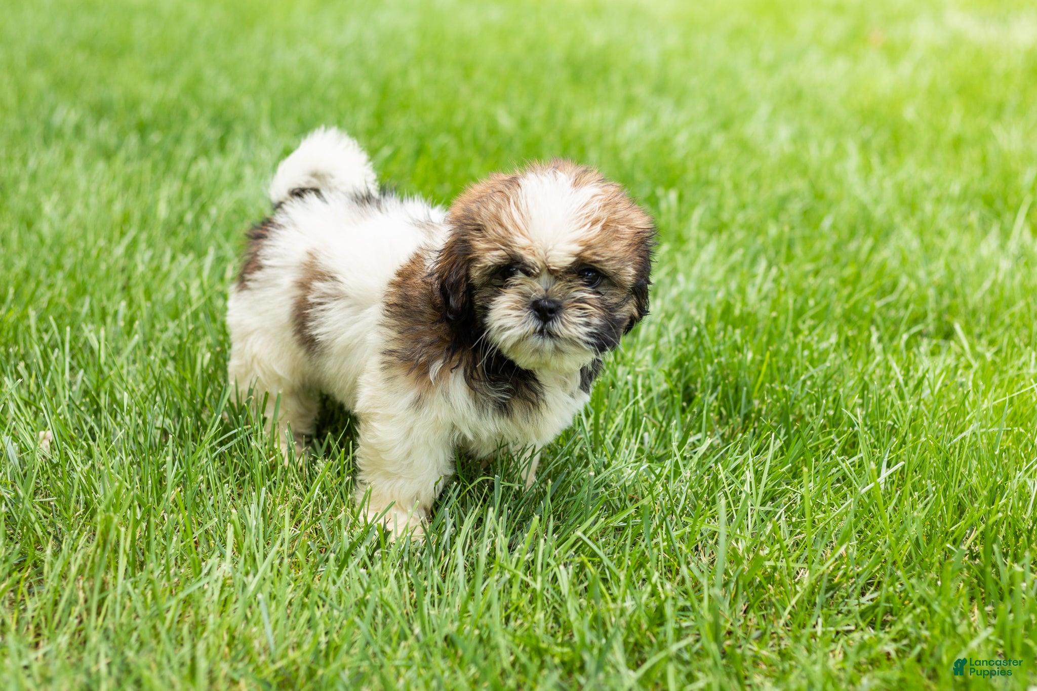 Shih Tzu dogs for sale: Glory  - Ad 2