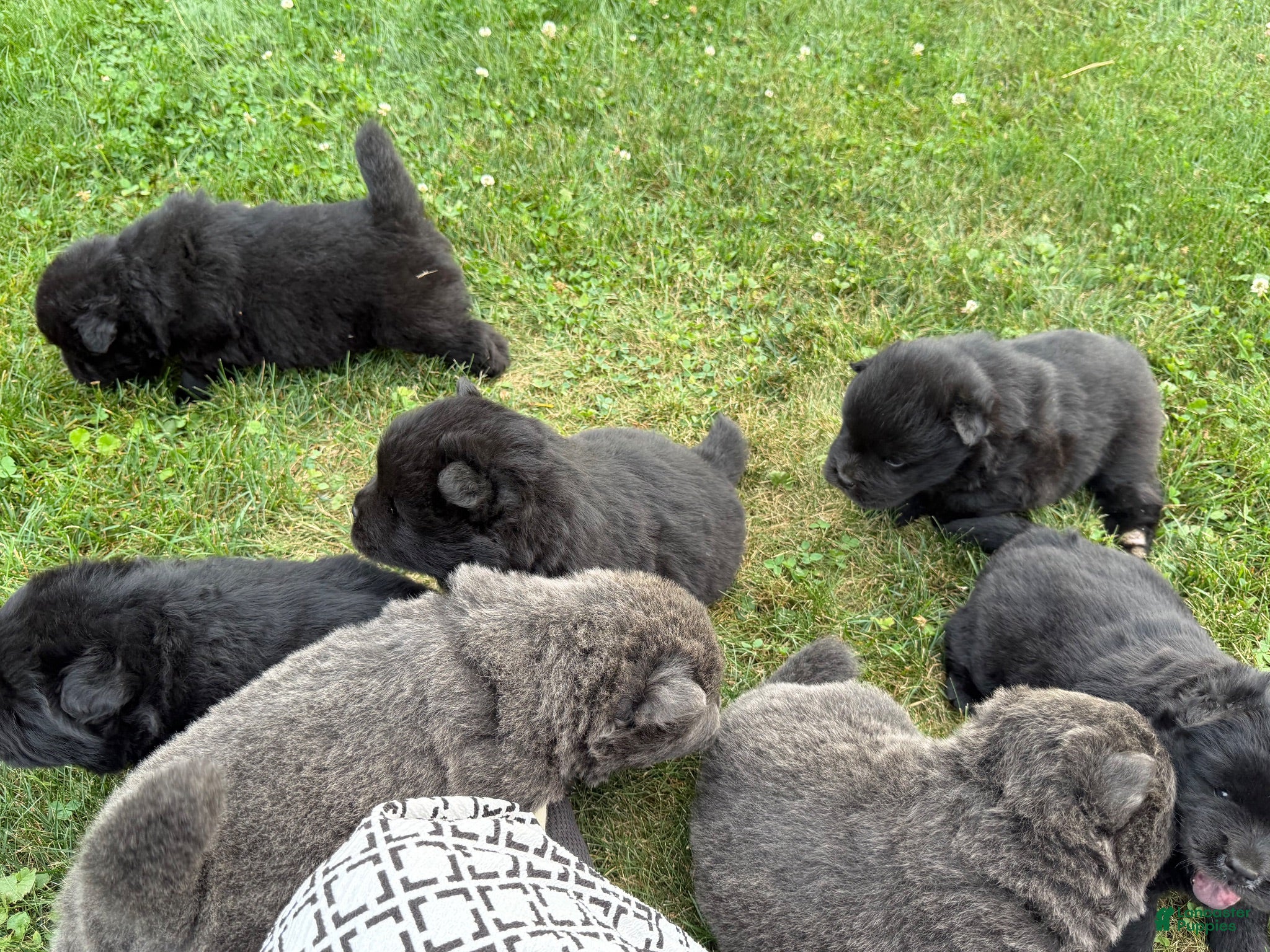 Chow Chow dogs Izzy - Ad 1