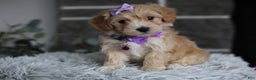 Maltipoo dogs for sale: Evie - Ad 9