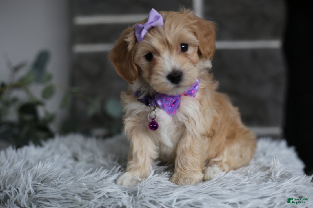 Maltipoo dogs for sale: Evie - Ad 9